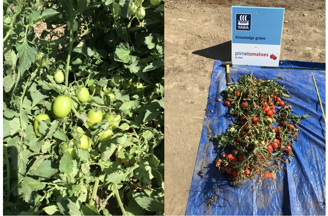 improved tomato color and uniform ripening