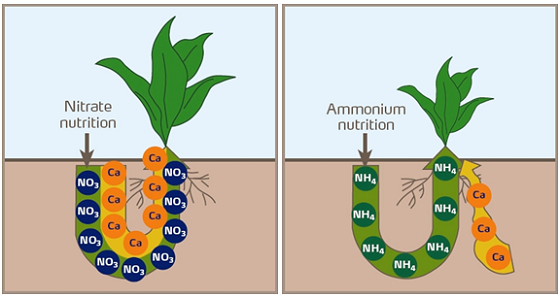 am vs nitrate cation uptake.png