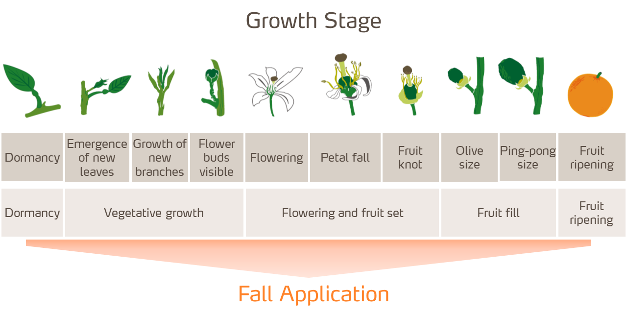 citrus-stages-fall-app-LC.png