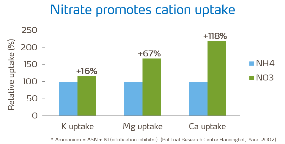 Nitrate promotes cation uptake graph.png