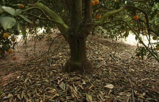 citrus tree fertigation.png