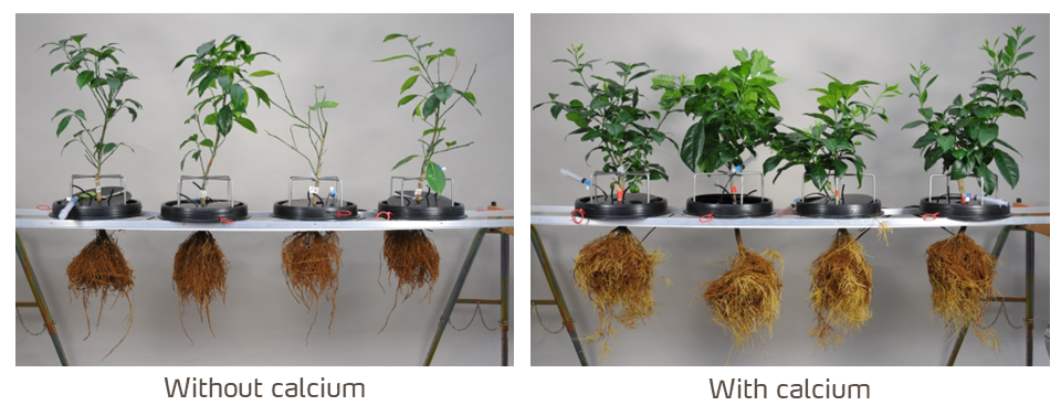 citrus tree health vigor with and without calcium 