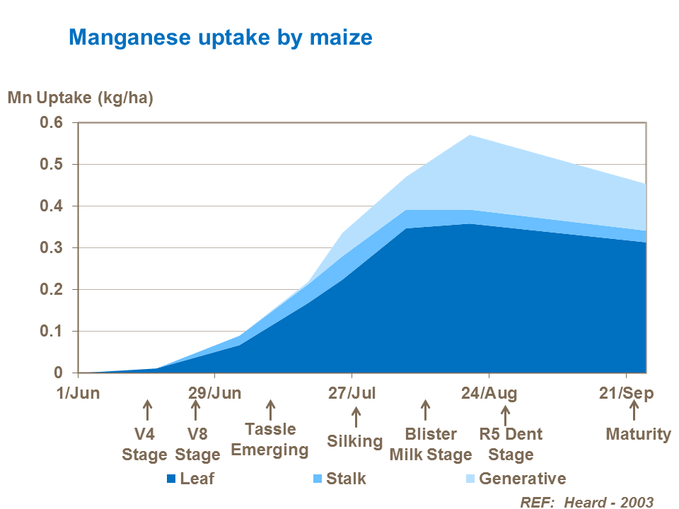 Mangagese uptake in maize by growth stage
