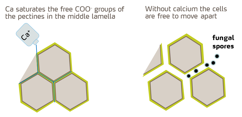 Cells - calcium and fungal spores.png
