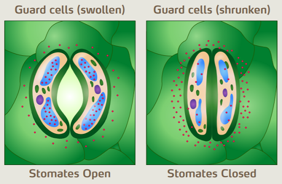 stomates opened and closed.png