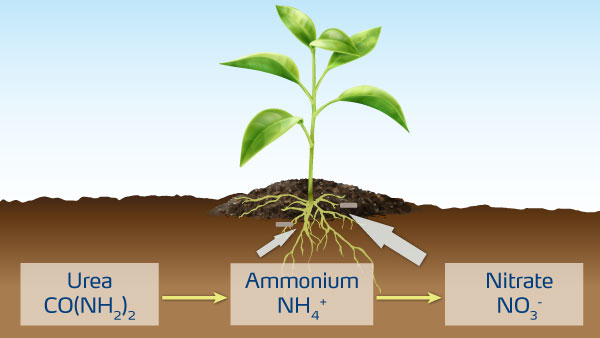 1-generic-plant-nitrification-illustration-600x337-2021-04-05.jpg