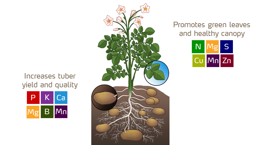 nutrients by potato growth stage