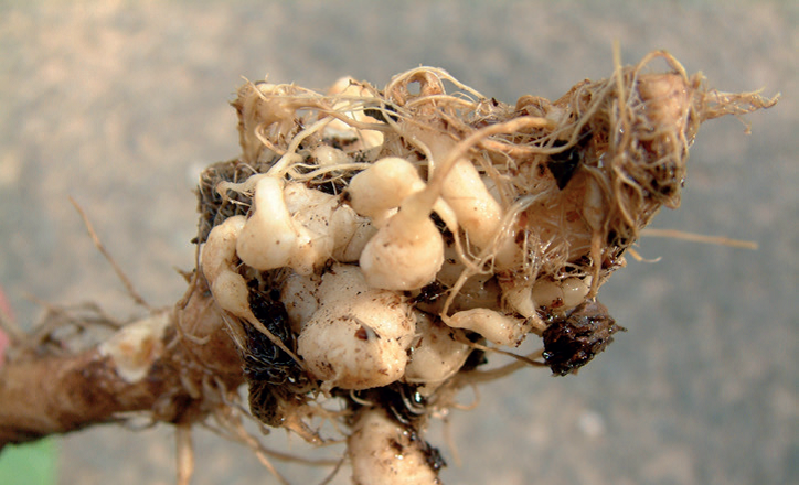 clubroot picture A.png