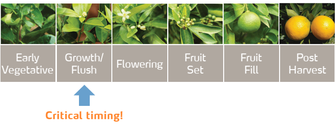 crop stages image.png