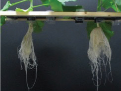 roots with magphos vs none cropped.png