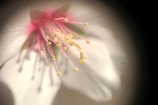 almond pollen tube.jpg