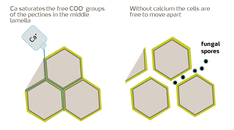 Cells - calcium and fungal spores.png