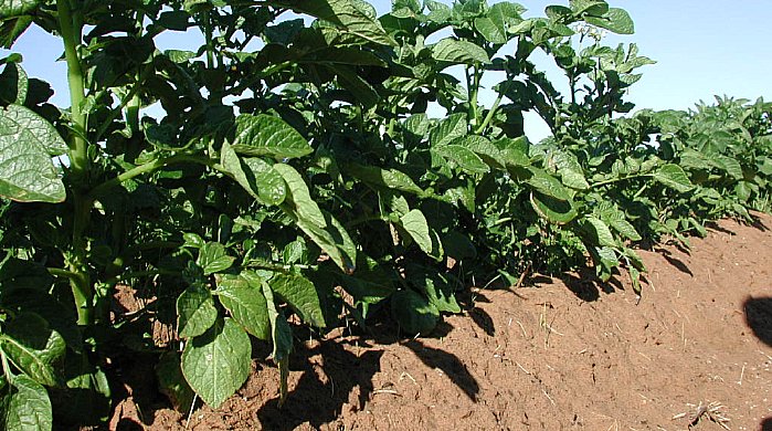 Hills give good drainage and ease harvesting.