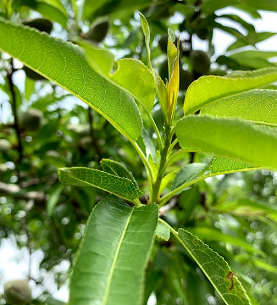 almond plant upclose_cropped.png
