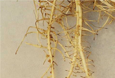 roots without calcium.png