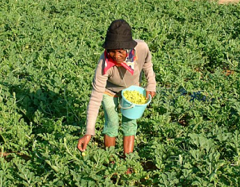 Pollinating flowers.