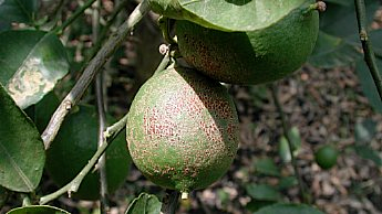 Red scale reduces fresh market appeal