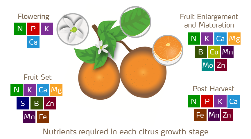 citrus plant illustration