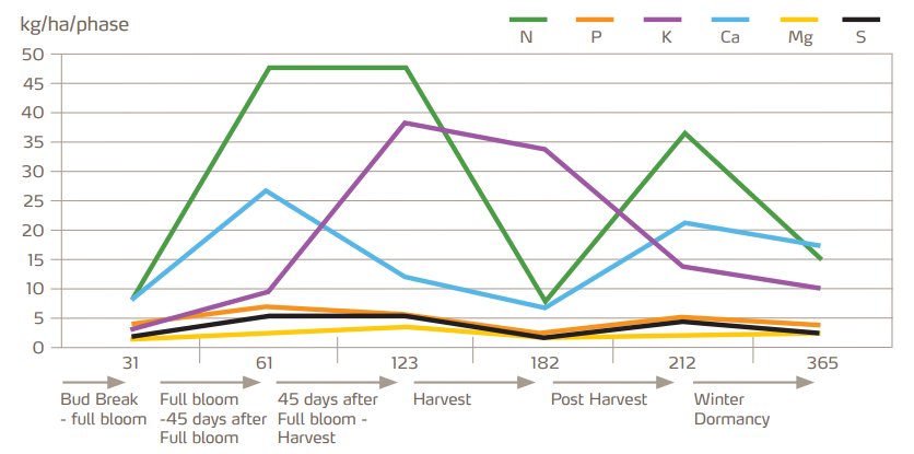 nutrient uptake in apples