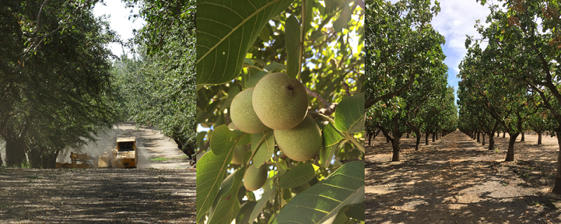 nuts collage large.png