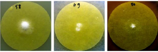 fusarium grow Nitrate-N.png