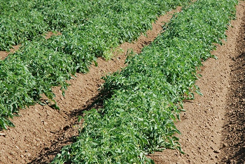 Determinate tomato plants