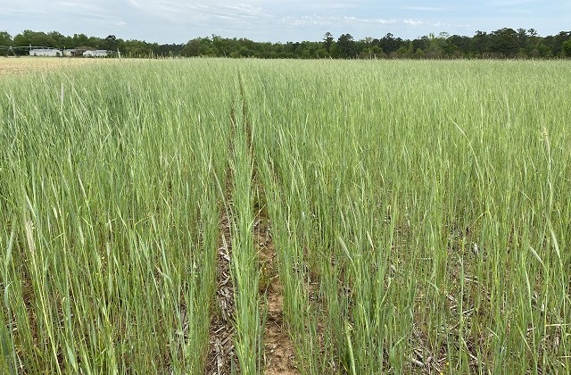 rye cover crop