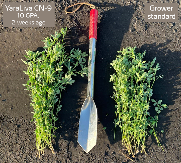 alfalfa cn-9 trial.png