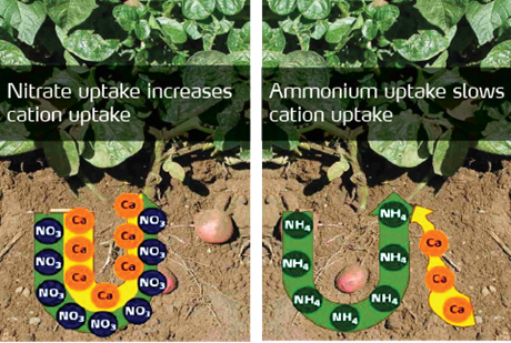 cations illustration.png
