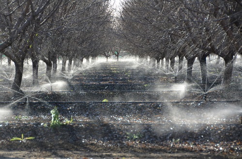 irrigation in almonds